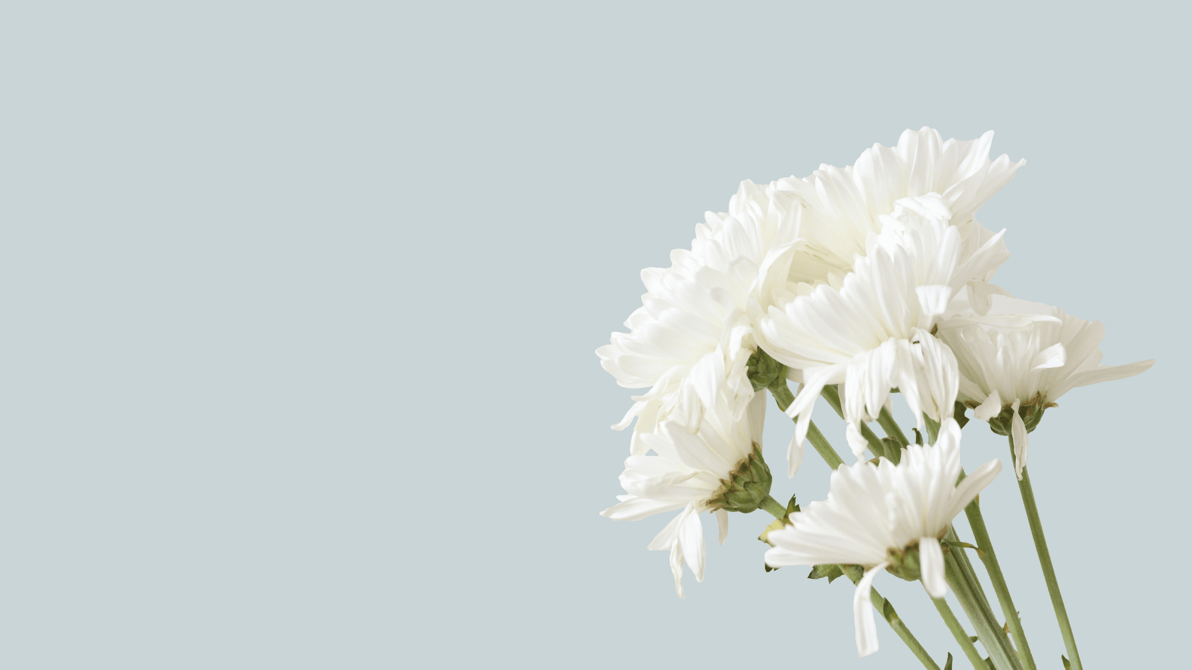 Flores decorativas